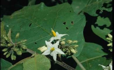 Solanum torvum 萬桃花水茄