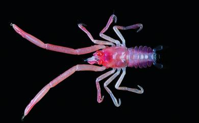 Uroptychus bispinatus Baba, 1988 雙刺折尾蝦