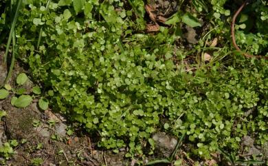 Pilea peploides var. major 齒葉矮冷水麻