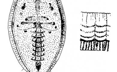 Aleuroclava pyracanthae Takahashi, 1933 火刺木棒粉蝨