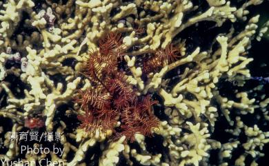 Comanthus parvicirrus (Müller) 小卷海齒花