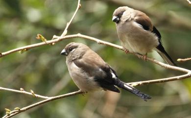 Pyrrhula nipalensis uchidai Kuroda, 1916 褐鷽