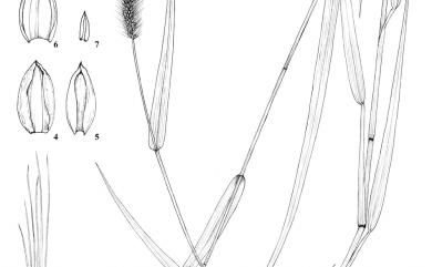 Setaria viridis (L.) P.Beauv. 狗尾草