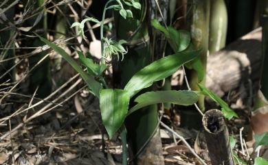 Habenaria petelotii 毛唇玉鳳蘭