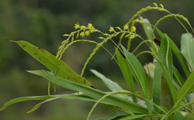 Dendrochilum uncatum 黃穗蘭