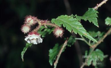 Rubus swinhoei 斯氏懸鉤子