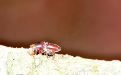 Scolytus frontalis Blandford, 1894