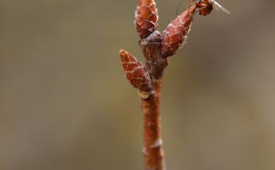 Trichagalma formosana Melika & Tang, 2010