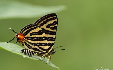 Spindasis lohita formosanus (Moore, 1877) 虎灰蝶