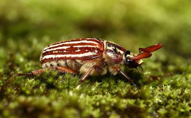 Polyphylla taiwana (Sawada, 1950) 臺灣白條金龜