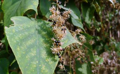 Mallotus paniculatus var. paniculatus 白匏子