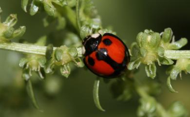 Lemnia biplagiata (Swartz, 1808) 錨紋瓢蟲