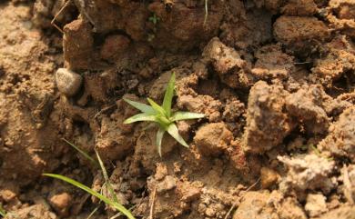 Eriocaulon taishanense F.Z.Li 泰山穀精草