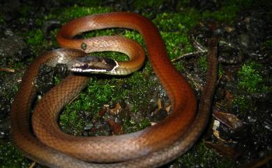 Sibynophis chinensis (Günther, 1889) 黑頭蛇