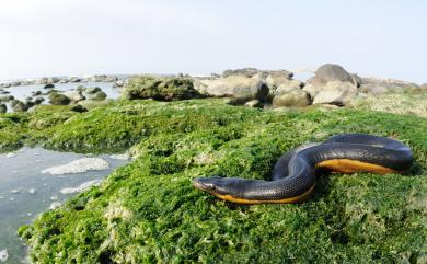 Pelamis platurus (Linnaeus, 1766) 長吻海蛇