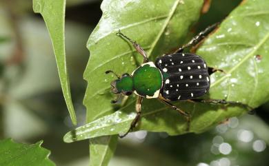 Gnorimus pictus yunnanus 綠胸長腳花金龜