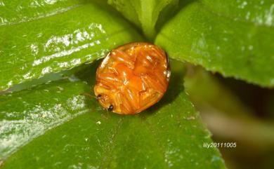 Bothrocalvia albolineata (Gyllenhal, 1808) 細紋裸瓢蟲