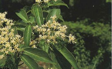 Cornus macrophylla Wall. 棶木