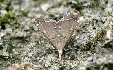 Diplopseustis perieresalis (Walker, 1859) 裂緣野螟