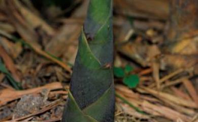 Bambusa dolichoclada 長枝竹