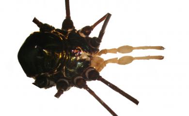 Pseudogagrella taiwana Suzuki, 1977 臺灣偽盾刺盲蛛