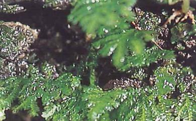 Hypopterygium tenellum 南亞孔雀苔