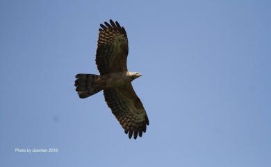 Pernis ptilorhynchus orientalis (Temminck, 1821) 東方蜂鷹