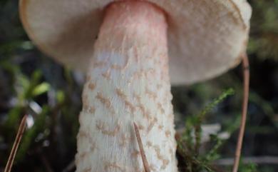 Leccinum holopus (Rostkovius) Walting. 污白疣柄牛肝菌