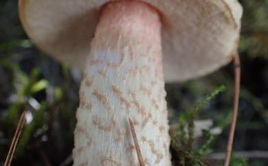 Leccinum holopus 污白疣柄牛肝菌