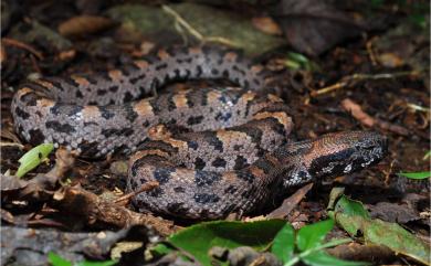 Ovophis monticola makazayazaya (Takahashi, 1922) 瑪家山龜殼花