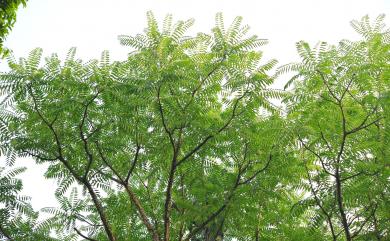 Toona sinensis (A. Juss.) M. Roem. 香椿