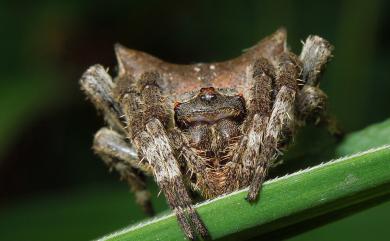 Parawixia dehaani Doleschall, 1859 三角鬼蛛