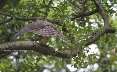 Accipiter trivirgatus formosae Mayr, 1949 鳳頭蒼鷹(台灣特有亞種)