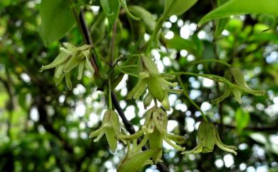 Stauntonia obovatifoliola Hayata 石月