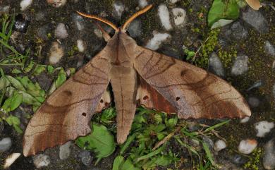 Marumba sperchius sperchius Ménétries, 1857 栗六點天蛾