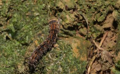 Asota heliconia zebrina 圓端擬燈蛾