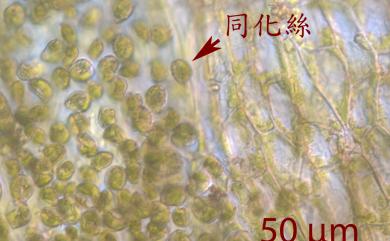 Dumortiera hirsuta (Sw.) Nees 毛地錢