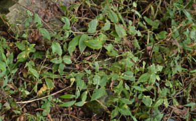 Stellaria monosperma var. japonica Maxim. 獨子繁縷