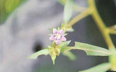 Hydrolea zeylanica (L.) Vahl 探芹草