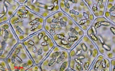 Cololejeunea stylosa (Steph.) A.Evans 副體疣鱗蘚