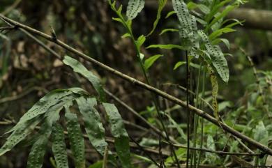 Leptochilus nigrescens 薄葉擬茀蕨