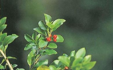 Ilex sugerokii var. brevipedunculata 太平山冬青