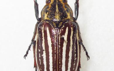 Polyphylla taiwana (Sawada, 1950) 臺灣白條金龜