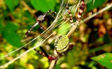 Argiope aemula Walckenaer, 1842 長圓金蛛