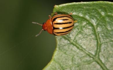 Plagiodera septemvittata Stal, 1858 七帶瓢金花蟲