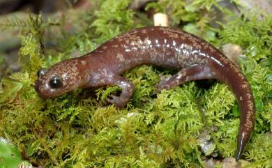 Hynobius formosanus Maki, 1922 臺灣山椒魚