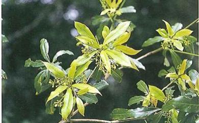 Machilus pseudolongifolia 假長葉楠