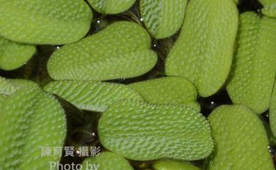 Salvinia natans 槐葉蘋