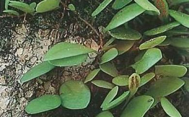 Lemmaphyllum microphyllum 伏石蕨