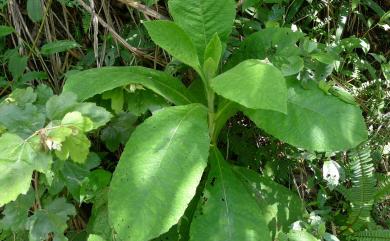 Saussurea deltoidea (DC.) Sch. Bip. 臺灣青木香